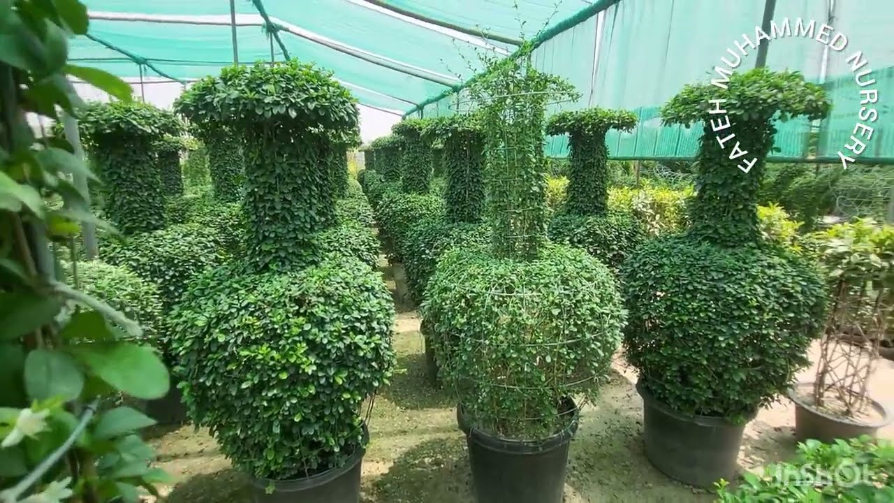Carmona Bonsai Plant Propagation and Care