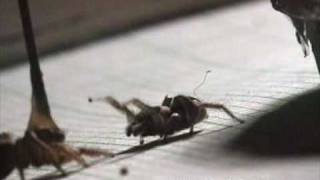 Habronattus dossenus/Jumping Spider Mating Dance with Sound