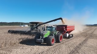 First Day of Soybean Harvest | A Real Test