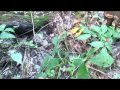 How to identify wild Ginseng plants and the root How to identify wild Ginseng plants and the root