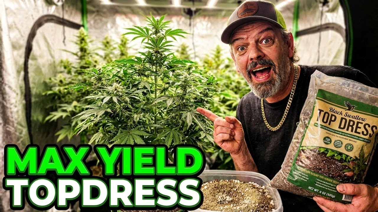 14 Photoperiod Plants Top Dressed for Maximum Yields 