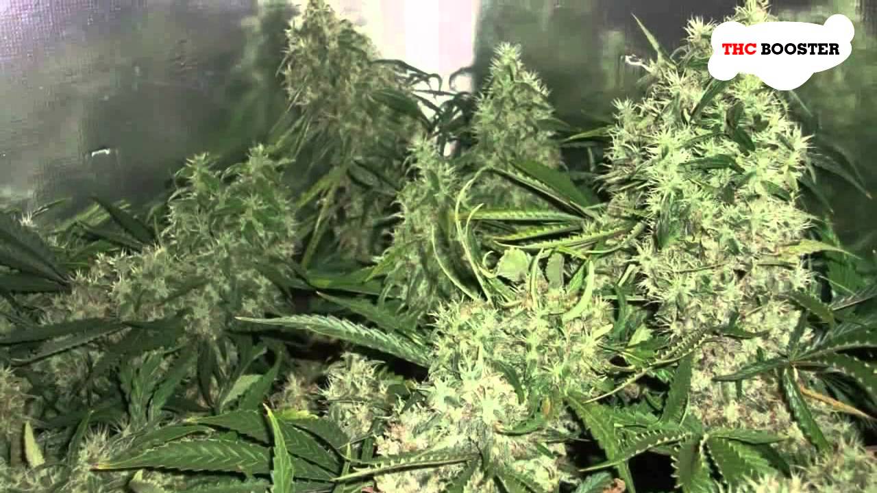 Marijuana nutrients schedule