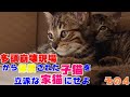 保護された子猫がひとを敵じゃないと思い始めた日　多頭崩壊現場から保護された子猫を立派な家猫に育て上げてみる　その４