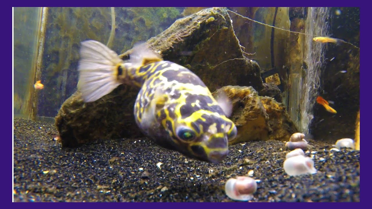 F8 Puffer Devours Snails For Dinner (ASMR Crunching)