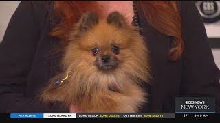 Furry Friend Finder: Winston