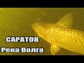 Подводная охота в Саратове на Судака, Сазана и Белого Амура 🐟 Река Волга