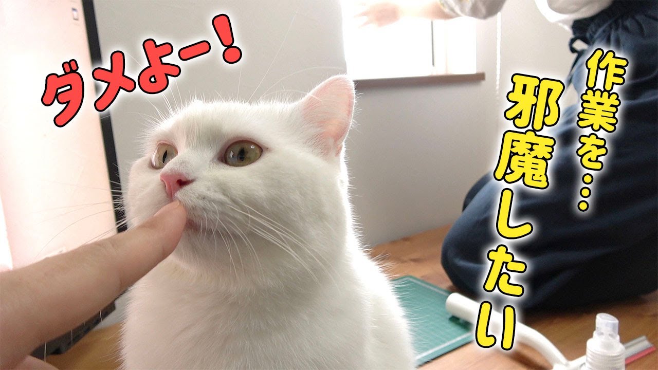 窓用フィルムを貼るのを何度も邪魔しちゃう猫 アレルギー対策 Youtube