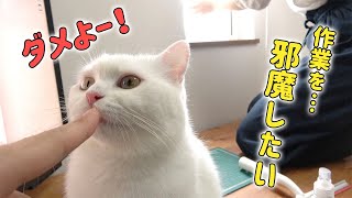 窓用フィルムを貼るのを何度も邪魔しちゃう猫！【アレルギー対策】