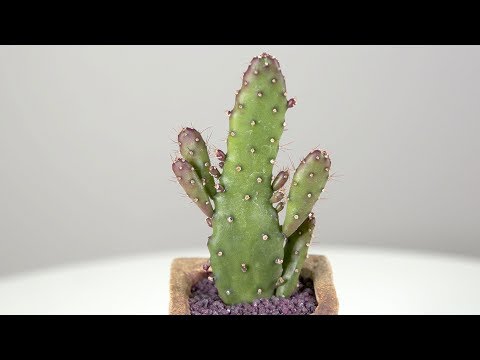 efeu palisaden Efeu - Hedera helix