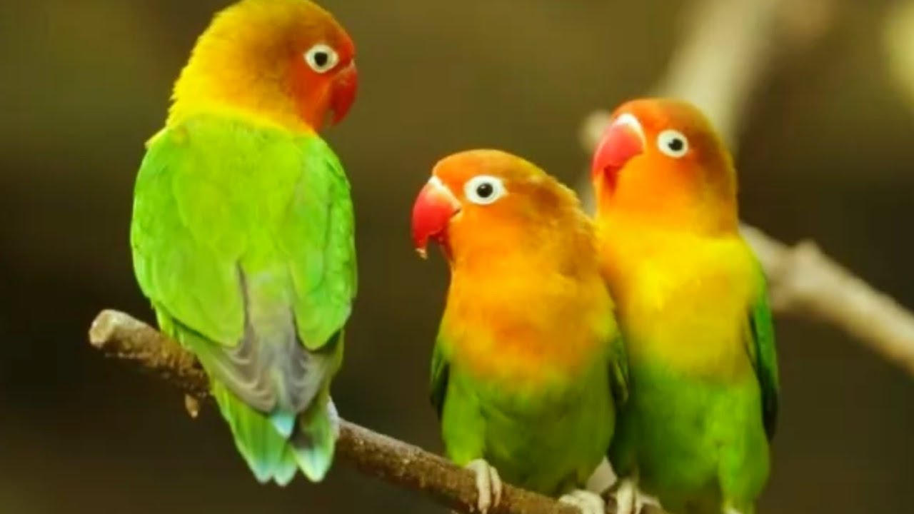 Estimula a tu ave escuchando este clip para el apareamiento y la producción