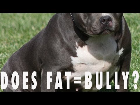 IS YOUR BULLY DOG TOO FAT??? - YouTube