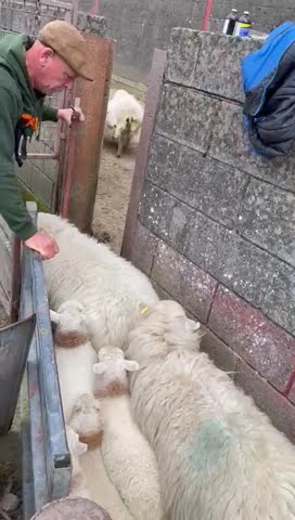 Quick and Easy Sheep and Lamb Sorting #youtubeshorts #farming #sheep #viralvideo