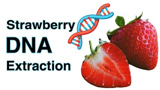 Strawberry DNA Extraction