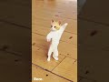 لا لا لا لا عمان Shorts اشتراك الاردن اغاني فيديوهات ايفون شتاء قطط هندي لا لا لا لا عمان Shorts اشتراك الاردن اغاني فيديوهات ايفون شتاء قطط هندي
