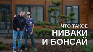 видео: Искусство НИВАКИ И БОНСАЙ. Интервью с Андреем Дарусенковым картинка: Искусство НИВАКИ И БОНСАЙ. Интервью с Андреем Дарусенковым