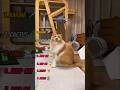top 7 funny cat moments!!! 😂😂😂