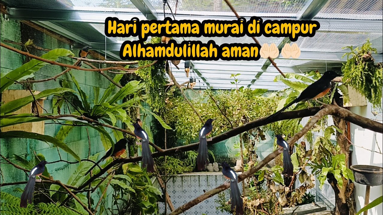 MINI AVIARY 1 HARI SETELAH DI ISI BURUNG KOLONI MURAI BATU⁉️