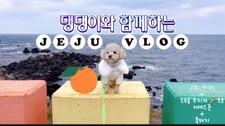 강아지와 함께한 jeju여행/ 구좌+제주시•day3🏝애견동반 카페&식당 솔직 후기 / 추천