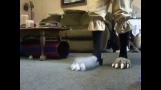 Walking With My Incomplete Freya Feet