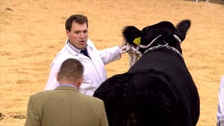 Busych Duon Cymreig - dosbarth 2 | Welsh Black Steers - class 2