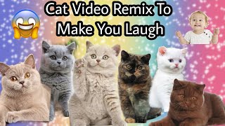 Cat Video Remix To Make You Laugh by Reebonz Cattery TV 323 views 1 year ago 1 minute, 58 seconds