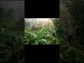 Vietnam Tropical Rain for Deep Relaxation 🌧️ Close Your Eyes & Breathe
