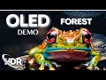 OLED DEMO the MAGIC of Forest Animals in 60FPS HDR (4K/8KTV)