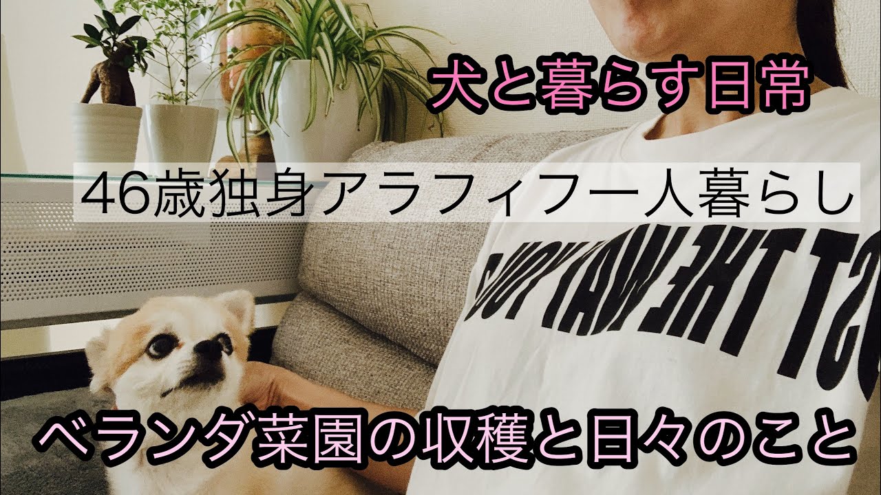 犬と暮らすアラフィフ女子の日常 睡魔と戦う愛犬 ある日の日常 ベランダ菜園の収穫 アラフィフ 一人暮らし 犬と暮らす 保護犬 一人暮らしの日常 Youtube