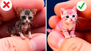 Hilarious Cat Reactions to Viral TikTok Trends Unleashed | By Meow-some! Live How Long Do Cats Live