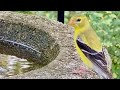 Goldfinch Stops By for a Drink