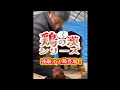 鶏の漢シリーズ⁉️【雄アローカナの攻撃に福山は降伏⁉️笑】