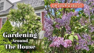 Gardening around my House Summer 2024 New York,USA Beautiful after Rain is time for Lilac Flowers