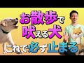 散歩中の犬の吠え癖を3日で改善できる魔法のテクニック