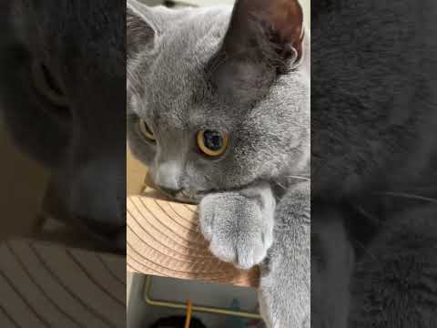 猫動画【仕草かわいい】🐱#shorts