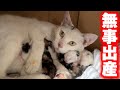 妊婦の野良猫を保護した翌朝、可愛い仔猫が生まれました。