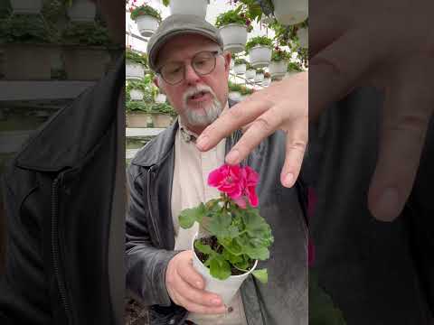 Video: Bunga Geranium Cranesbill: Cara Menanam Geranium Keras