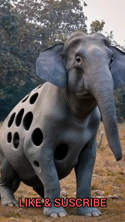 #shorts #viral #elephant #hati #animals #usa