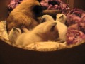 сиамские котята 4,5 недели