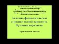 Анатомо-физиологическое строение тканей пародонта