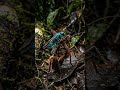 “The Insect That Turns Victims Into Zombies…”