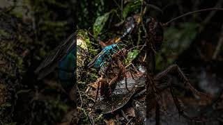 “The Insect That Turns Victims Into Zombies…”
