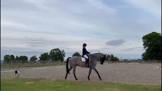Eye catching gelding - ad ref: 301927