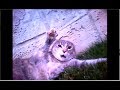 Pelea de gatos captada a través de una cámara