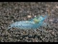 #АКВАРИУМНЫЕ #КРЕВЕТКИ - ГОЛУБАЯ ЖЕМЧУЖИНА (Blue Pearl Shrimp)
