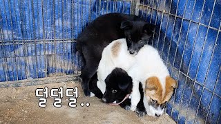 산에서 내려온 강아지 3마리를 잡았습니다