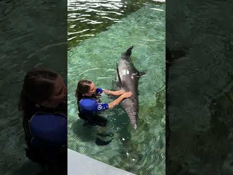 Dolphin Awareness Month Rudy Spotlight