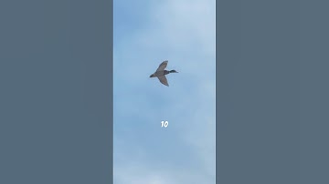 Snakes Can Fly?! The Shocking Truth! 😱🐍