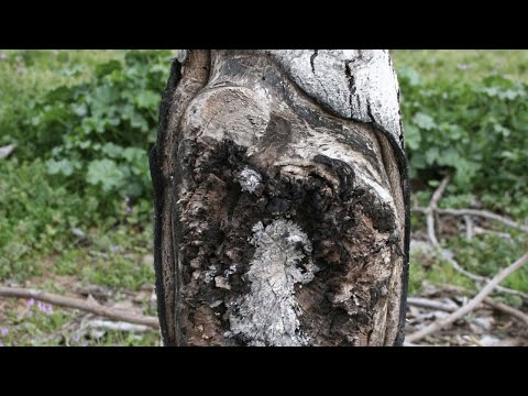 Video: Šta uzrokuje žuč u kruni marelice – Upravljanje žuči krošnje marelice
