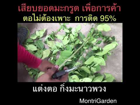 เสียบยอดมะกรูด แบบไม่ต้องชำตอ by Montri Garden EP.12