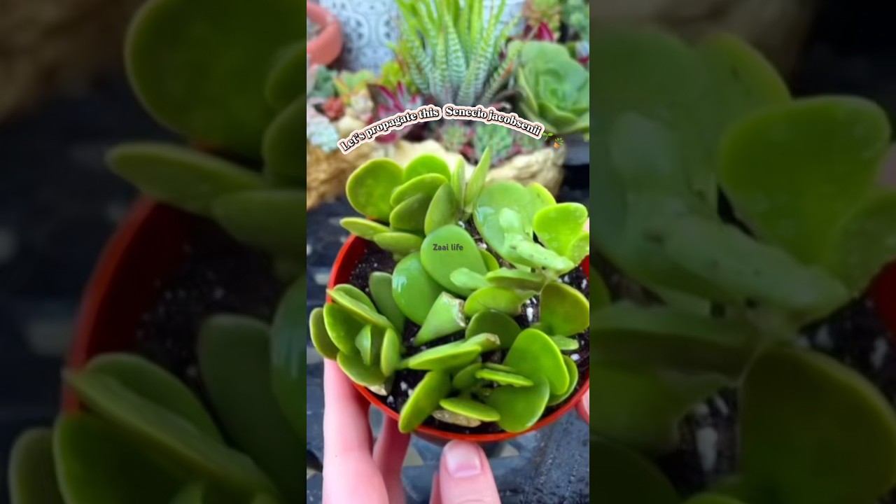 Let’s propagate this Senecio Jacobsenii 